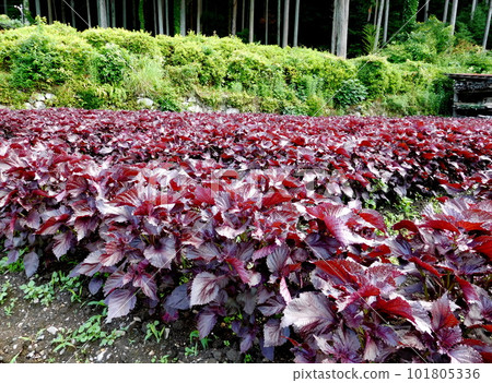 Kyoto Ohara red shiso Kyoto Ohara red shiso 101805336