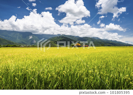 A large area of rice fields with mountains background under the blue sky in Taitung, Taiwan. A large area of rice fields with mountains background under the blue sky in Taitung, Taiwan. 101805395