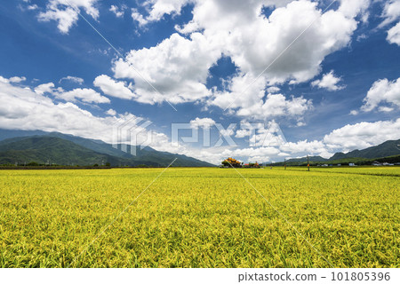 A large area of rice fields with mountains background under the blue sky in Taitung, Taiwan. 101805396