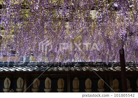 紫藤花 紫藤花 101805542