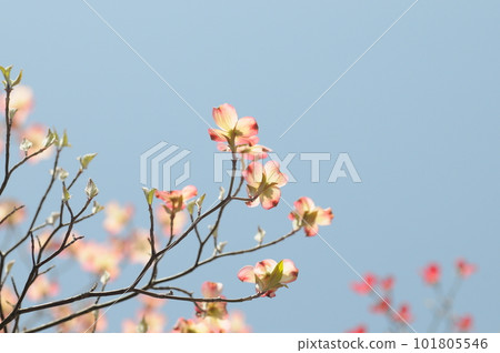 Dogwood flower Dogwood flower 101805546