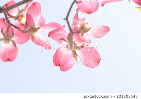 山茱萸花 山茱萸花 101805548