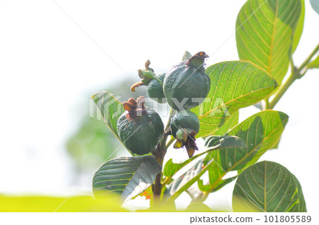 guava tree, MYRTACEAE or Psidium guajava Linn 101805589
