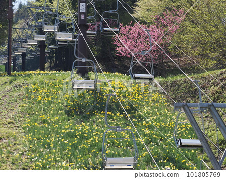 Norn Minakami Flower Garden Norn Minakami Flower Garden 101805769