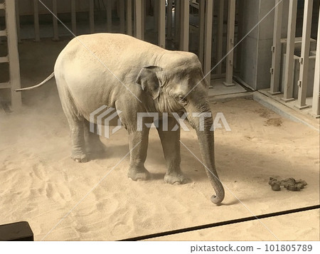 拉屎後的大象 101805789