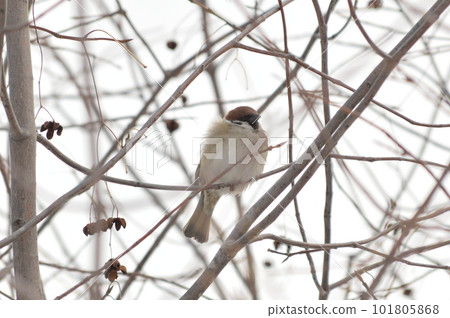 A sparrow that does not lose to the cold A sparrow that does not lose to the cold 101805868