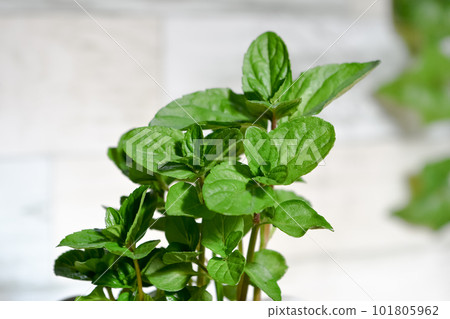 莫吉托薄荷 莫吉托薄荷 101805962