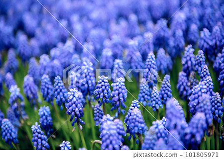 Muscari neglectum flowers Muscari neglectum flowers 101805971