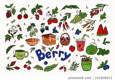Set berries doodle color. Vector illustration. Berries, leaves, baskets, smoothies, healthy food. 101806051