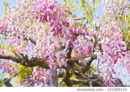 Looking up at pink wisteria flowers Looking up at pink wisteria flowers 101806214