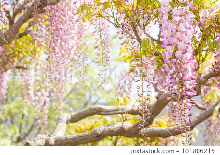 Weeping pink wisteria flowers Weeping pink wisteria flowers 101806215