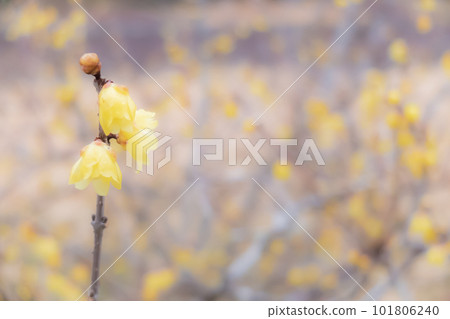 黃色的冬莓，在春天散發出甜美的香氣 101806240