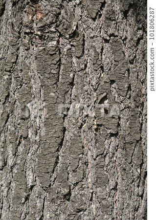 Eastern white pine 101806287