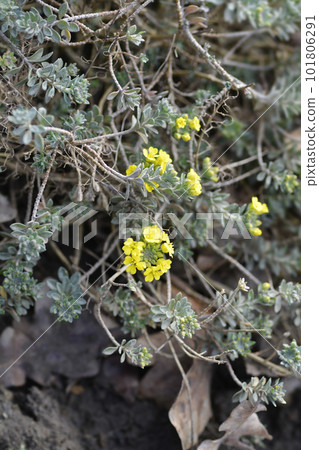 Wavy-leaved Alison 101806291