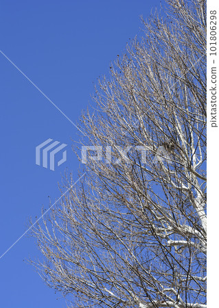 London plane 101806298