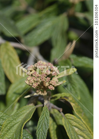 Wrinkled viburnum Wrinkled viburnum 101806304