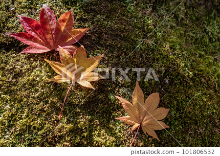 滋賀縣琵琶湖文化公園夕陽花園中美麗的秋葉 滋賀縣琵琶湖文化公園夕陽花園中美麗的秋葉 101806532