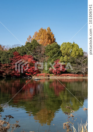 滋賀縣琵琶湖文化公園夕陽花園中美麗的秋葉 滋賀縣琵琶湖文化公園夕陽花園中美麗的秋葉 101806541
