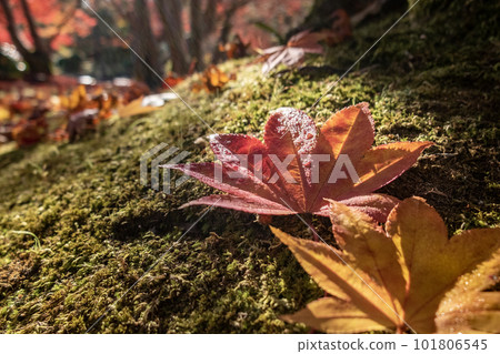 滋賀縣琵琶湖文化公園夕陽花園中美麗的秋葉 滋賀縣琵琶湖文化公園夕陽花園中美麗的秋葉 101806545