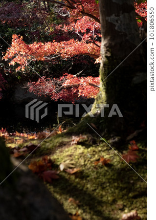 Shiga Prefecture Biwako Culture Park Beautiful autumn leaves in the garden of sunset Shiga Prefecture Biwako Culture Park Beautiful autumn leaves in the garden of sunset 101806550