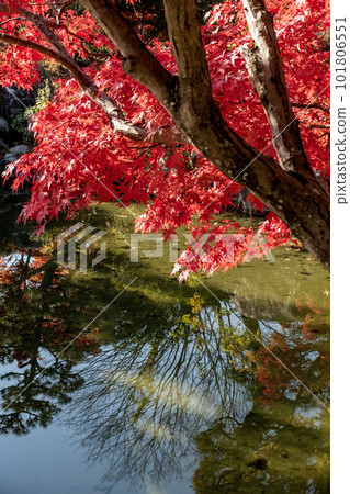 滋賀縣琵琶湖文化公園夕陽花園中美麗的秋葉 101806551