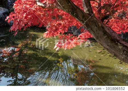 滋賀縣琵琶湖文化公園夕陽花園中美麗的秋葉 101806552