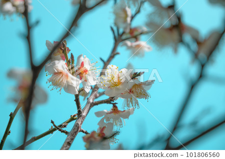 Plum white plum light blue background Plum white plum light blue background 101806560