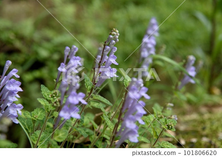 Tatsuna味噌花 101806620