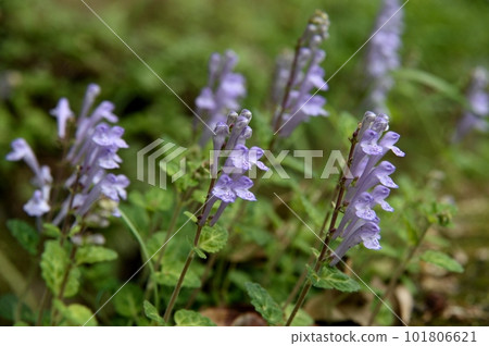 Flowers of Tatsuna Miso 101806621