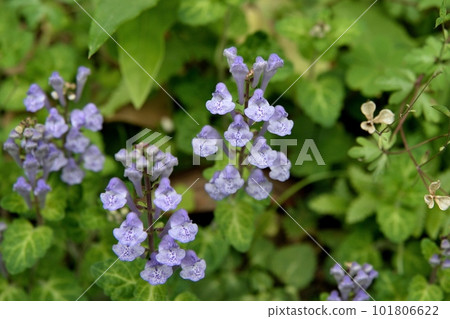 Tatsuna味噌花 101806622