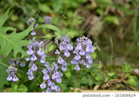Flowers of Tatsuna Miso 101806624