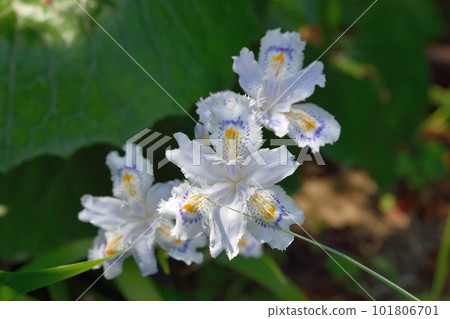 fringed flower fringed flower 101806701