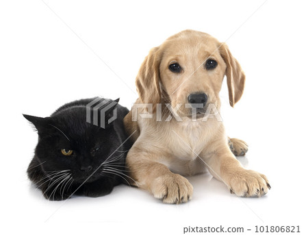puppy labrador retriever and cat 101806821