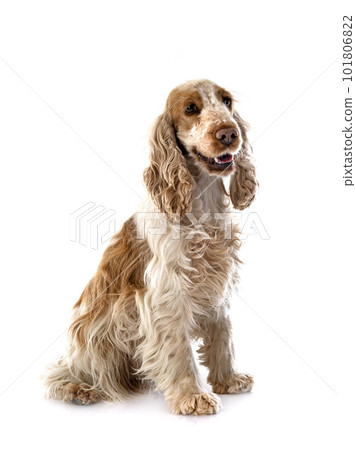 English Cocker Spaniel English Cocker Spaniel 101806822