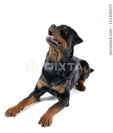 rottweiler in studio rottweiler in studio 101806823