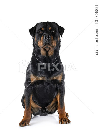 rottweiler in studio 101806831
