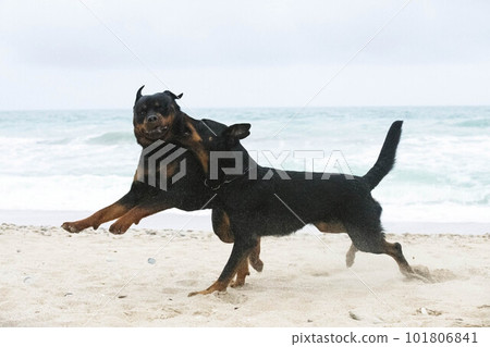 rottweiler and beauceron on the beach 101806841