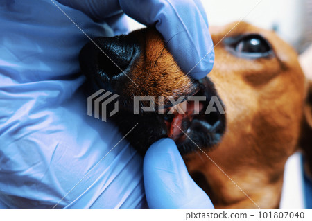 Veterinarian examines the dog's teeth close-up 101807040