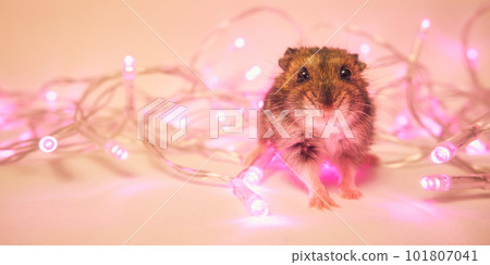 Cute fluffy Djungarian hamster and holiday garland 101807041