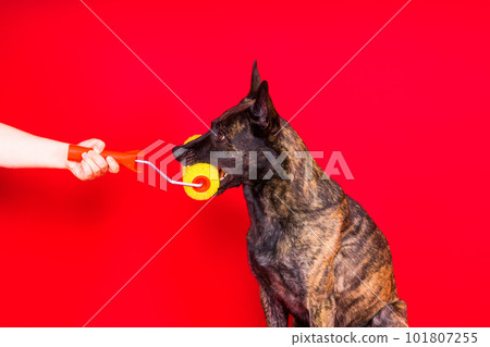 A dog builder is holding a roller brusht. Red yellow background. Isolated. Dutch shepherd 101807255