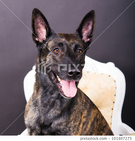 Dutch shepherd dog sitting in the chair in a studio Dutch shepherd dog sitting in the chair in a studio 101807275