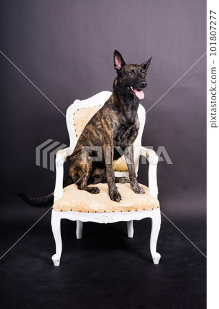 Dutch shepherd dog sitting in the chair in a studio Dutch shepherd dog sitting in the chair in a studio 101807277