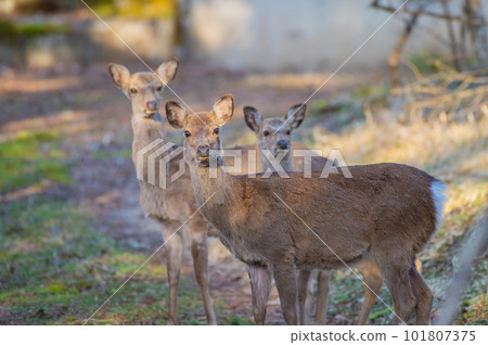 三隻鹿看著你 三隻鹿看著你 101807375