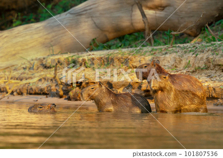 Group of Capybaras on a river bank 101807536