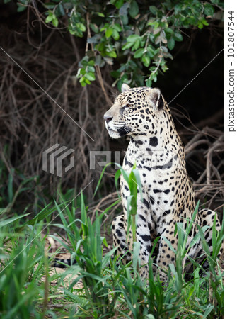 Jaguar on a river bank in natural habitat 101807544