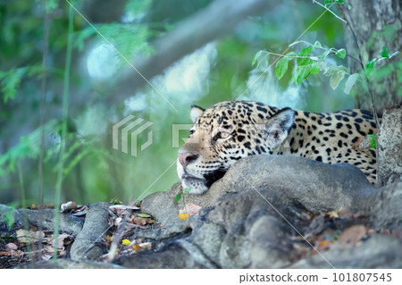 Jaguar lying on a river bank in natural habitat 101807545