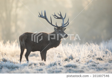 Red deer stag in winter at sunrise Red deer stag in winter at sunrise 101807546