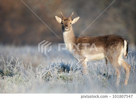 Close up of a young Fallow deer in winter Close up of a young Fallow deer in winter 101807547