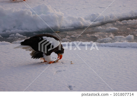吃在浮冰的偉大的老鷹魚 101807714