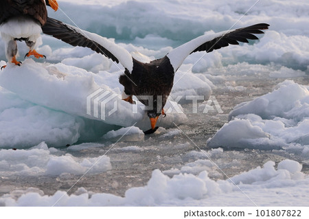吃在浮冰的偉大的老鷹魚 101807822